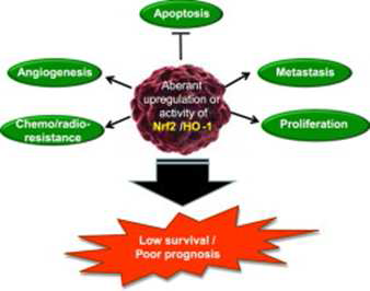 Oncogenic potential of Nrf2 and its principal target protein heme oxygenase-1 (Na HK and Surh YJ: Free Radic Biol Med., 67:353-65, 2014).