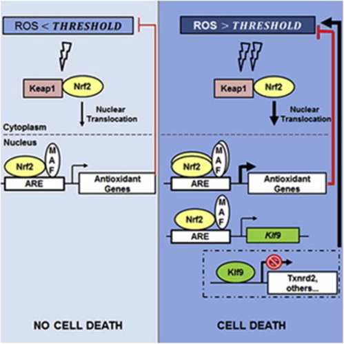 nduction of Klf9 (Shoshanna􌜯N, et al: Molecular Cell, 53, 916 - 928, 2014)