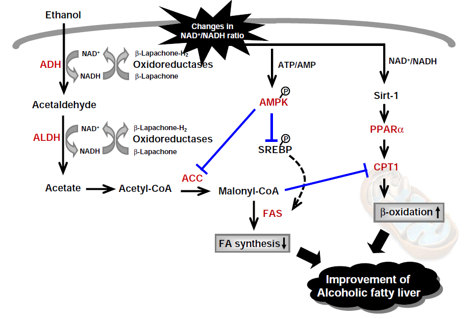 알코올성 지방간의 대사 조절에 관한 모식도