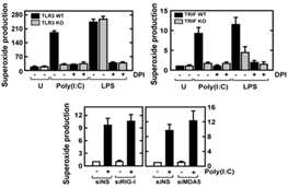 TLR3-TRIF 신호 경로에 의한 활성산소 생성