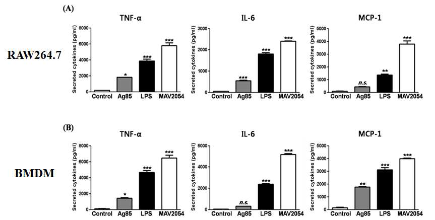 MAV_2054 단백 자극에 의한 대식세포의 면역활성도 분석