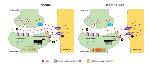 Proposal mechanism of enhanced inhibitory effect of GABA transporters on firing activity in HF PVN-RVLM neurons