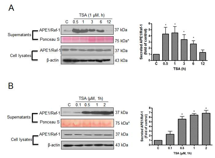 TSA에 의한 혈관내피세포에서 유리되는 APE1/Ref-1 검출