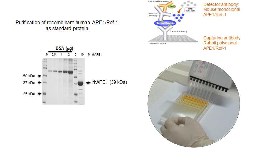 Construction of standard APE1 protein and ELISA setup for APE1