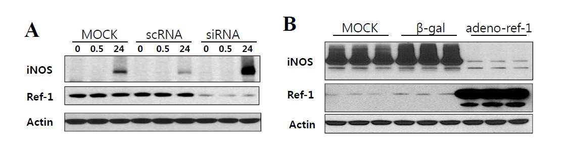 활성형 별아교세포에서 APE1/Ref-1에 의한 LPS 유도 iNOS 발현량 조절
