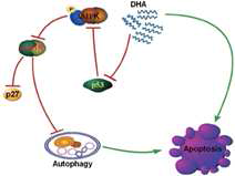 Proposal mechanism of DHA-induced autophagy and apoptosis in human cancer cell harbiring wild type p53DHA의 작용 기전