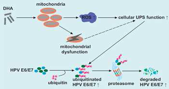 Proposed model showing how DHA reduces the expression of the E6/E7 viral oncoproteins in oncogenic HPV-infected cancer cells