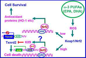 Docosahexaenoic acid induces ROS-mediated apoptosis through the Nrf2-Klf9-Txnrd2 pathway