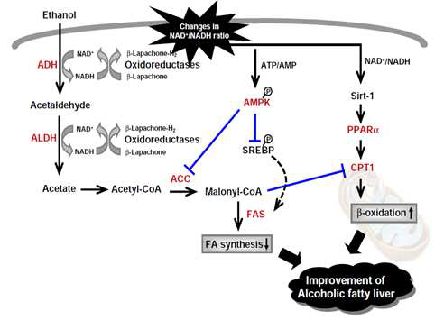 알코올성 지방간의 대사 조절에 관한 모식도
