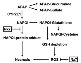 Protective site of NecroX-7 during APAP metabolism