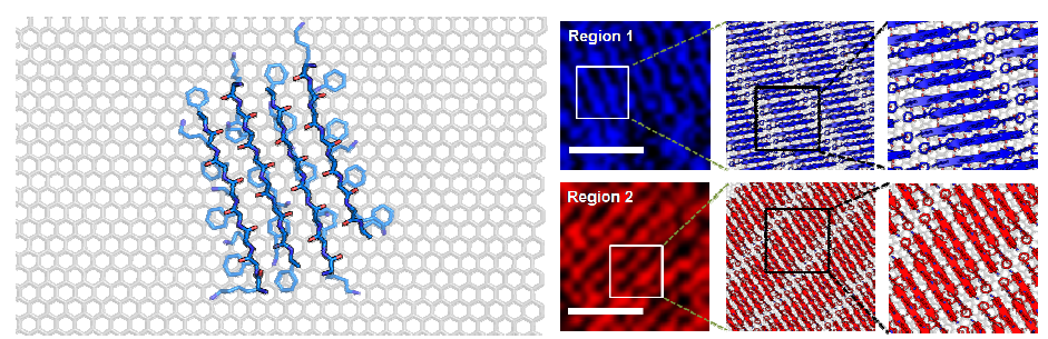 디자인 된 단백질의 그래핀 위에서의 자기조립화. 컴퓨터 전산모사 시뮬레이션을 통해 예측된 자기조립화 단백질 구조 (좌) 와 AFM 이미징을 통해 자기조립화 단백질 패턴 확인 (우)