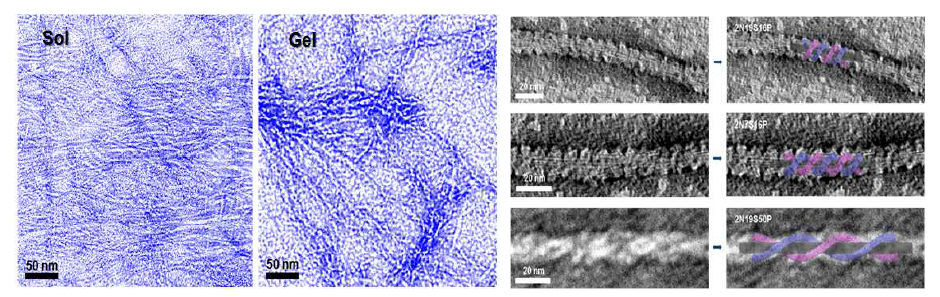 자기조립화 단백질/탄소나노튜브 복합체의 졸과 젤 TEM 이미지 (좌) 와 이에 따른 탄소나노튜브와 단백질의 모델링 구조 분석 (우)