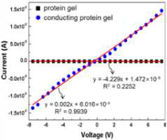 생체적합성 단백질 젤과 자기조립화 단백질/탄소나노튜브 복합체가 형성한 생체적합성 전도성 단백질 젤의 전기적 특성