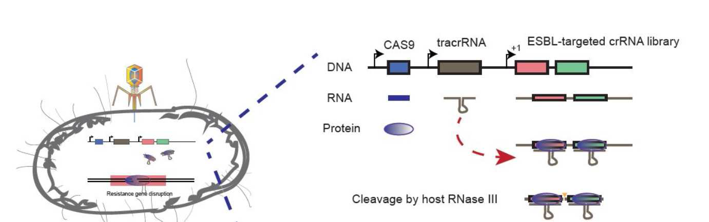 박테리오파아지와 CRISPR/Cas9을 이용한 항생제 내성균의 사멸 기술