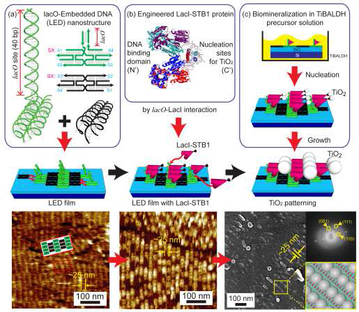 LED 구조체와 결합된 LacI-STB1 재조합 단백질을 템플릿으로 생물무기질화 반응을 유도한 TiO2 나노패터닝 제작 모식도 및 그의 결과 분석