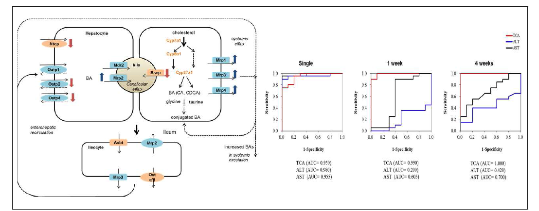 혈장 담즙산 증가 기전 및 taurocholic acid와 전형적인 간독성 지표인 ALT/AST의 간독성 발현에 대한 ROC분석