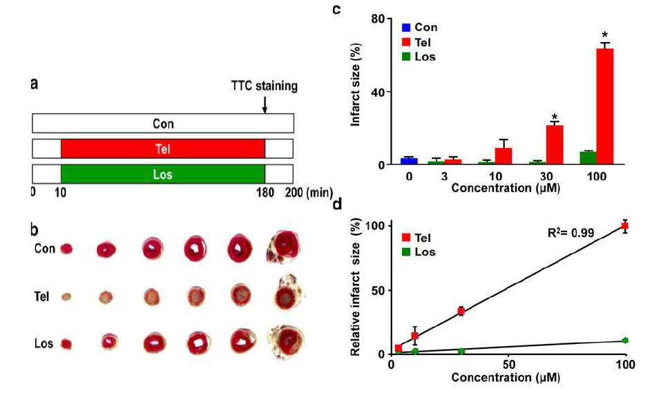 고농도(>10 μM)의 텔미사탄에 의한 심근경색 유발 평가