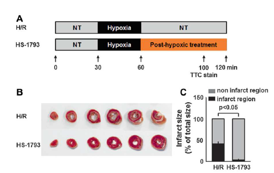 HS-1793은 심근경색의 발생을 억제
