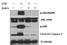 SNP에 의한 심근세포 사멸은 JNK의 활 성화와 anti-apoptotic한 Bcl-2와 Mcl-1의 감소로 유발되나 kobophenol A는 이를 효과적으로 억제