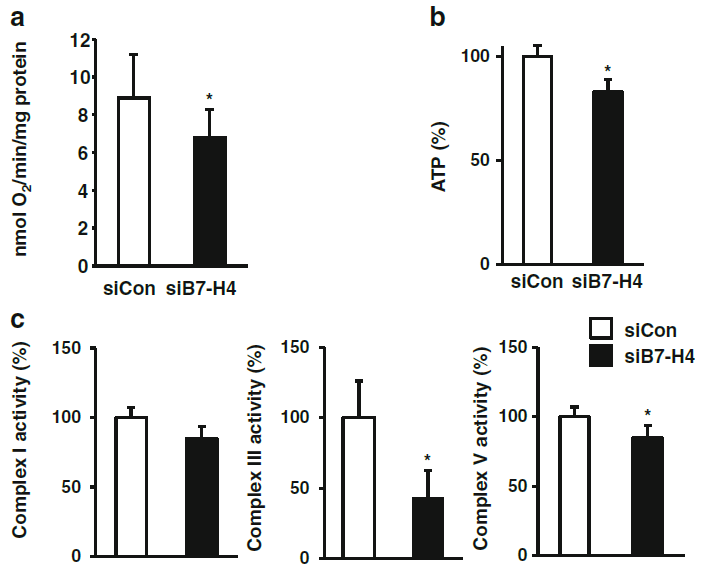 B7-H4의 발현 억제는 미토콘드리아 OXPHOS 단백질의 발현억제