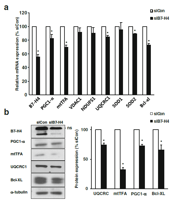 B7-H4의 발현억제는 미토콘드리아 단백질의 발현량의 감소유발 (RT-PCR과 Immunoblot 분석)