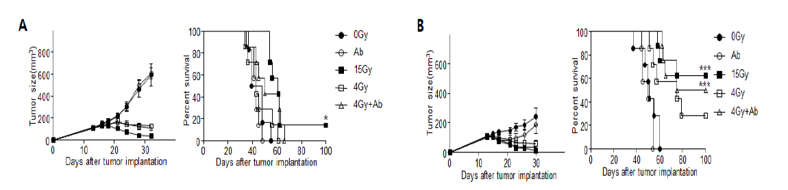 1% TUBO-P2J in TUBO 비율의 종양 (A) 0.1% TUBO-P2J in TUBO의 비율의 종양 (B) 형성 후 SBRT와 항체 복합치료