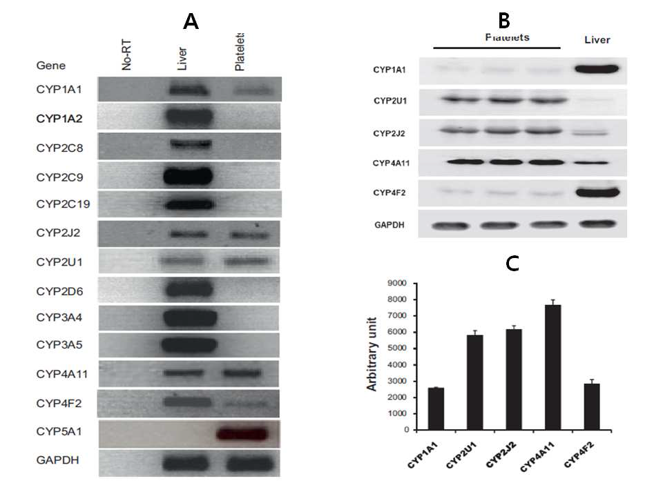 혈소판에서의 P450 발현. A,RT-PCR; B,Western-blot analysis; C,상대적인 P450 단백질 발현 비교. 혈소판에서 Thromboxane A2 합성효소(CYP5A1)외 5종의 P450이 발현되고 있음