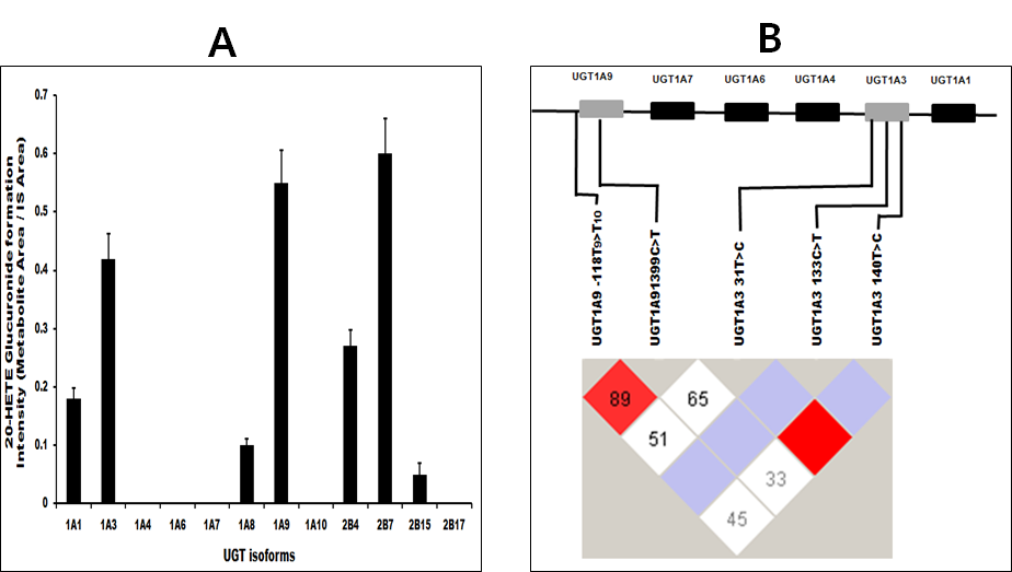 UGT 효소가 20-HETE glucuronidation 에 관여하고 있음을 규명. A, UGT1A1, UGT1A9, UGT1A9 이 major UGT 효소임을 규명. B, UGT1A3와 UGT1A9 의 변이체 연관관계