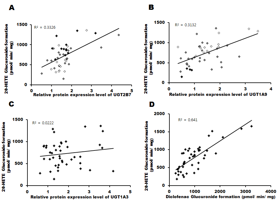 20-HETE glucuronidation에 영향을 미치는 UGT 단백질 양과 UGT유전형 비교