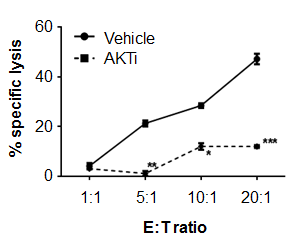 Target tumor cell에 대한 NK 세포의 cell-mediated cytotoxicity에 미치는 AKT의 영향