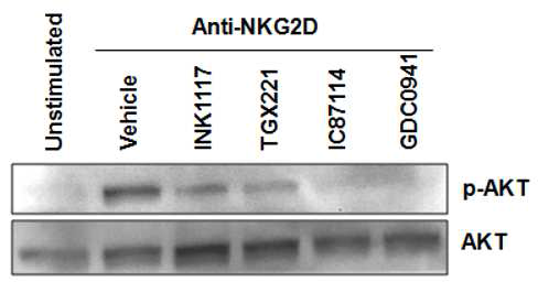 Anti-NKG2D에 의해 활성화 된 NK 세포의 AKT 인산화에 미치는 선 택적 조절 화합물의 영향