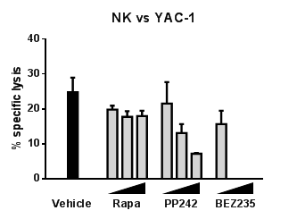 Target tumor cell에 대한 NK 세 포의 cell-mediated cytotoxicity에 미치는 mTOR complex 선택적 조절 화합물의 영향