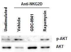 Anti-NKG2D에 의해 활성화된 NK 세포의 AKT 인산화에 미치는 mTOR complex 선택적 조절 화합물의 영향