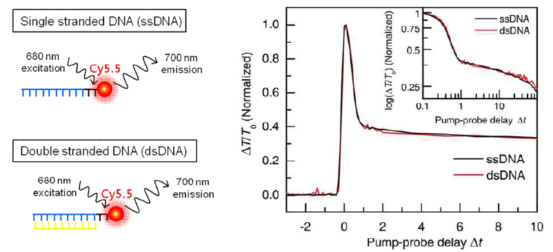 형광 프로브를 적용한 ssDNA와 dsDNA 구조와 광여기 전하동역학신호.