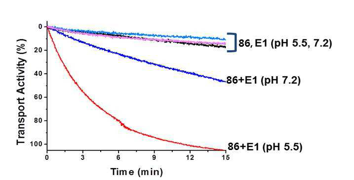 pH 5.5일 때와 pH 7.2일 때 화합물 86과 효소 E1 혼합물의 수송 활성도 비교