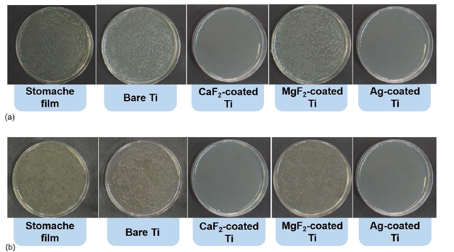 (a) 대장균 (E. coli)와 (b) 황색포도상구균(S. aureus)를 사용한 항균성 평가 (예비실험 결과)