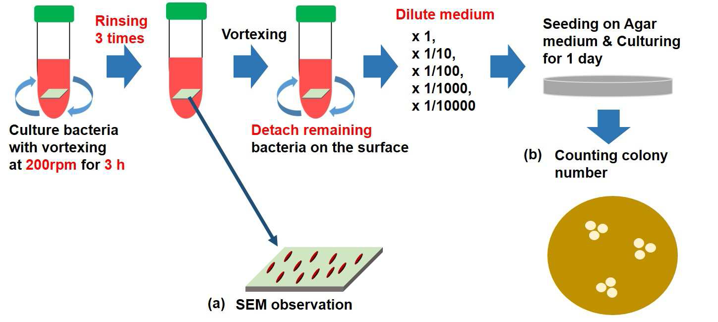 실험실에서 구축한 항균성 테스트 방법 모식도