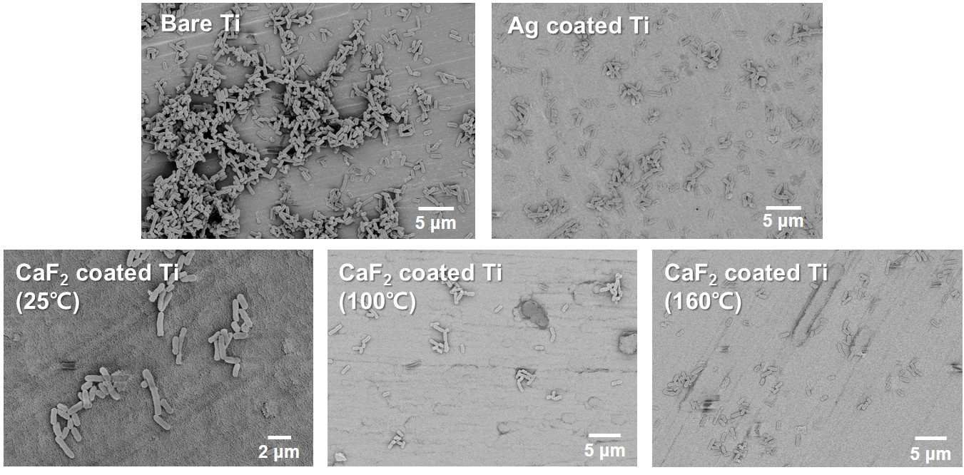 티타늄 표면 및 은코팅한 티타늄 표면과 비교하여 열처리 조건에 따른 불화칼슘 표면의 박테리아 부착 정도를 보여주는 SEM 이미지