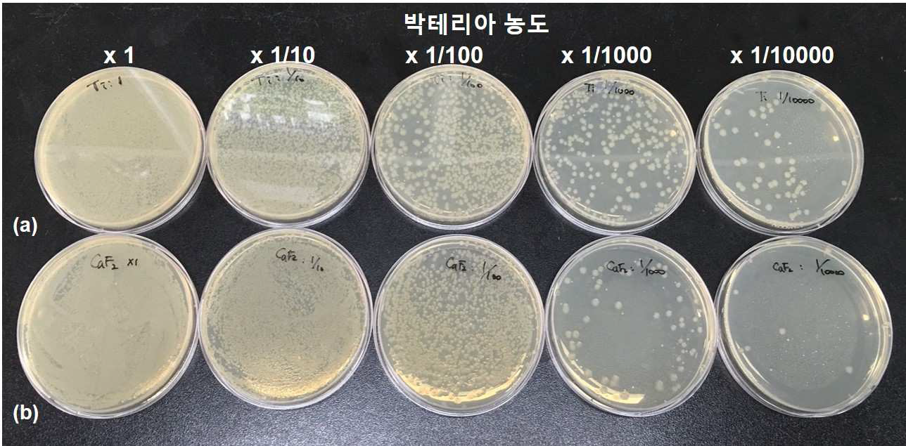 시편 표면에 부착된 박테리아를 분리시켜 다양한 농도로 희석한 후 하루 동안 배양한 후 박테리아의 수