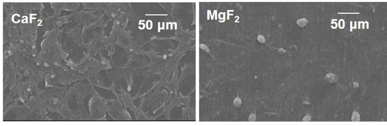 불화칼슘과 불화마그네슘 시편 표면에 부착된 Osteoblast 세포의 SEM 이미지