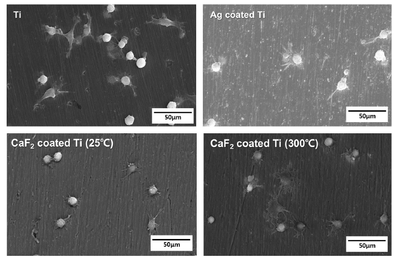 코팅처리를 하지 않은 티타늄 및 은코팅을 한 티타늄과 비교하여 열처리를 하지 않은 불화칼슘과 열처리를 한 불화칼슘 시편 표면에 부착된 Osteoblast 세포의 SEM 이미지 비교