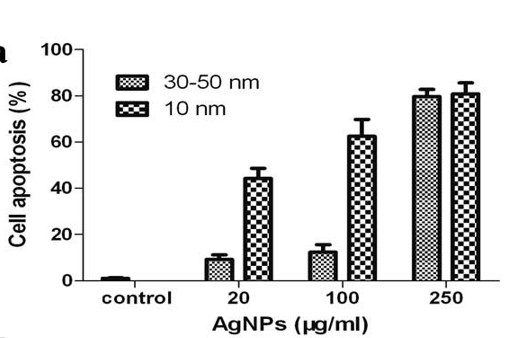 은나노 입자 세포 독성 연구 사례 [1]