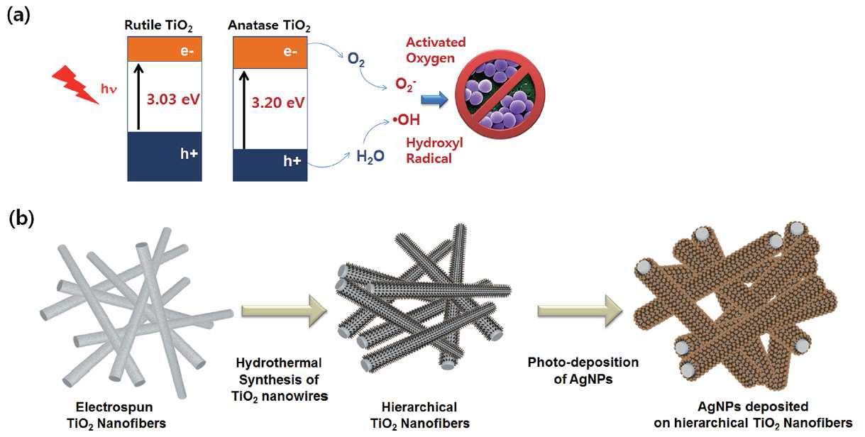 향상된 antibacterial 효과를 달성하기 위하여 이용된 접근법에 대한 모식도. (a) TiO2의 결정성 조절 및 (b) 전기방사, 열분해, nanowire의 수열합성 및 Ag 나노입자의 증착을 이용한 다중구조의 이용.