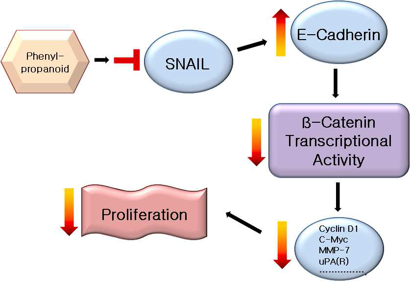 대장암에 있어 SNAIL/E-cadherin/β -catenin signaling의 Model