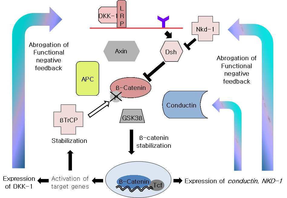 Negative feedback factors in Wnt/􌩁-catenin signaling pathway