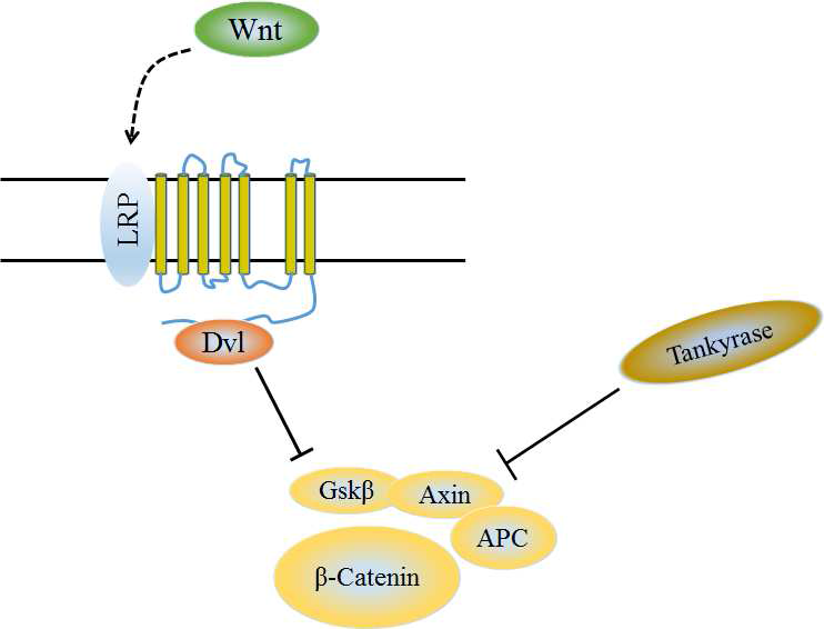 β -catenin 분해 복합체의 안정성