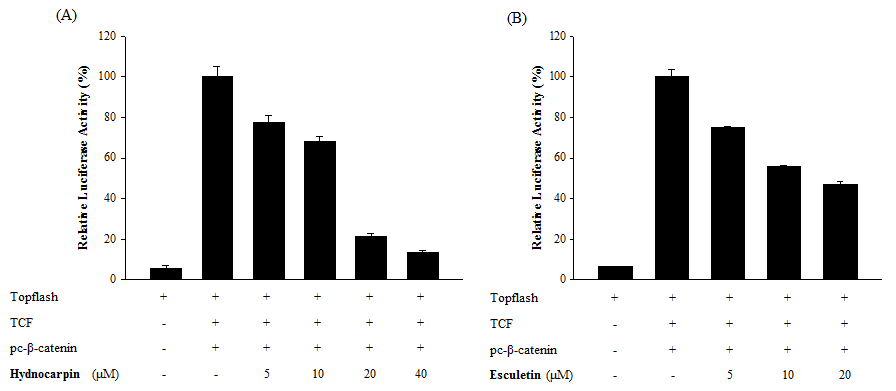 β -catenin을 도입시킨 HEK293 세포주에서의 Hynocarpin 및 Esculetin의 효능