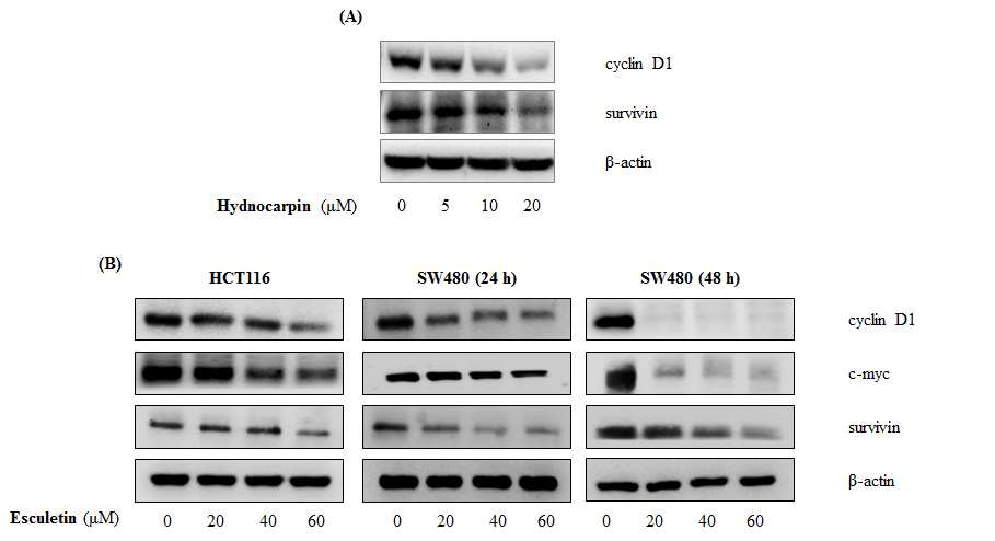 Hydnocarpin 및 Esculetin의 β -catenin 표적 단백질의 발현 저해 효능