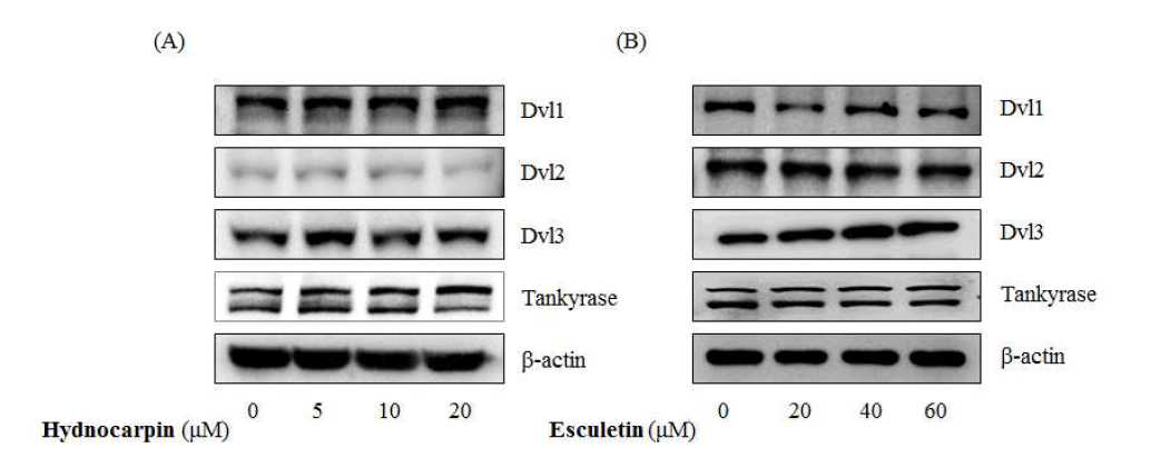 Hydnocarpin 및 Esculetin의 β-catenin 분해복합체 억제인자 조절 효능