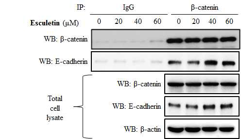 Esculetin의 β-catenin과 E-cadherin간의 결합 조절 효능